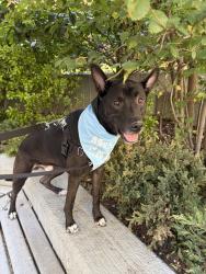 Shelter Stray Male Dog last seen Near Kingsbridge Avenue, BRONX, NY, 10463, 326 E 110th St, New York, NY 10029, USA