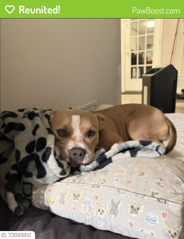 Reunited Female Dog last seen Cowan Rd, Acworth, GA 30101