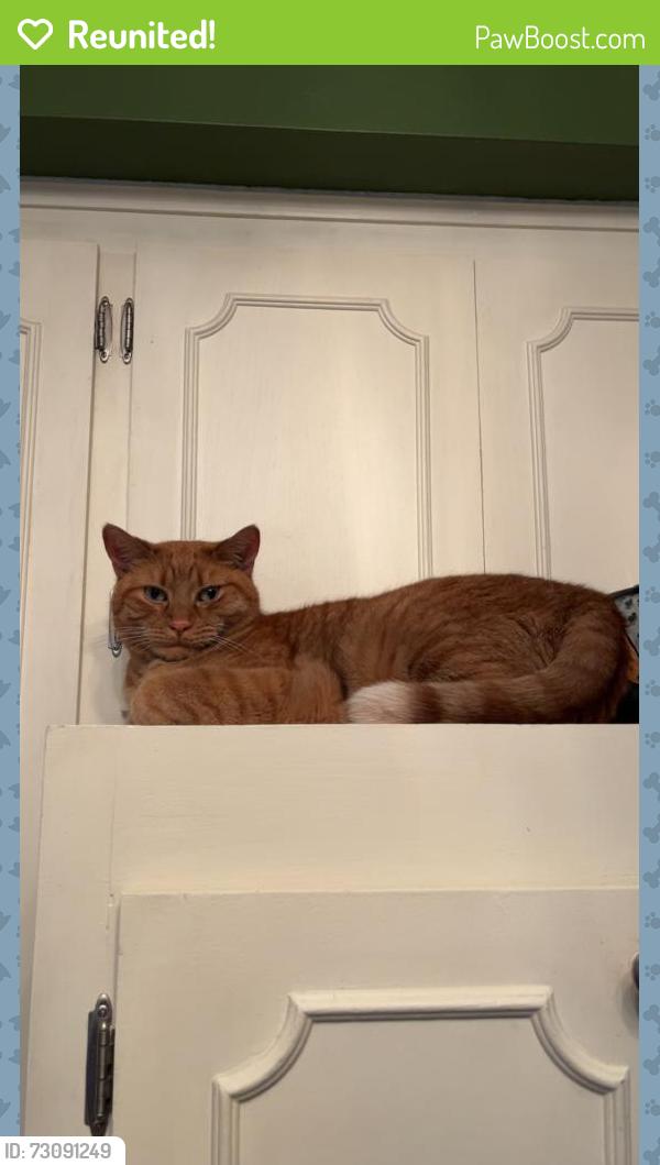 Reunited Male Cat last seen NE Marshall St and 18th Ave NE, Minneapolis, MN 55418
