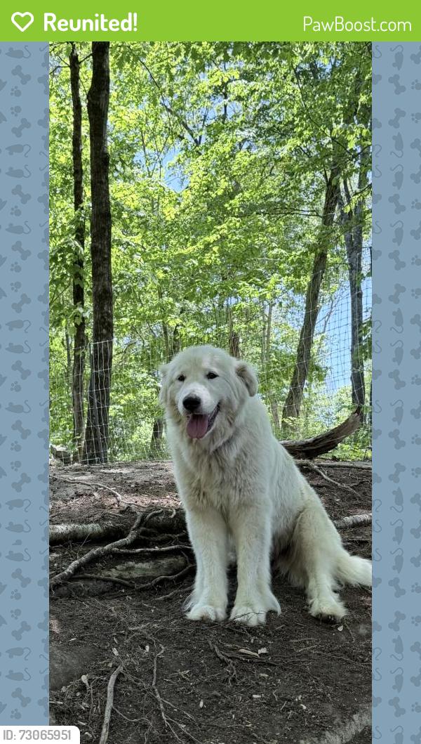 Reunited Female Dog last seen Route 52 and Holmes Rd , NY-52, NY 12588