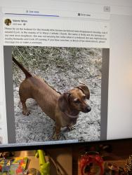 Lost Female Dog last seen St Mary’s Church, Gautier, MS 39553