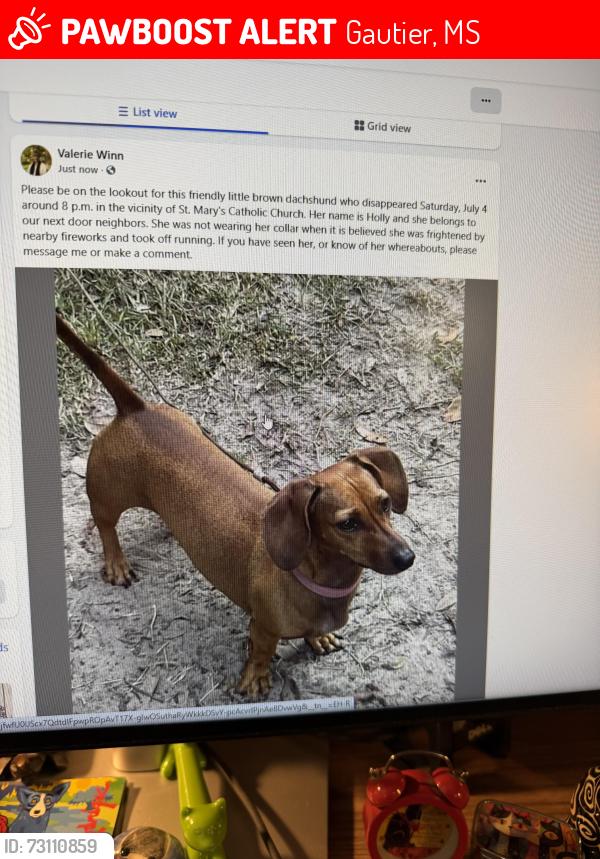 Lost Female Dog last seen St Mary’s Church, Gautier, MS 39553