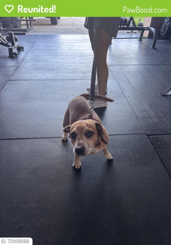 Reunited Male Dog last seen Legend Creek, Milton, LA 70592