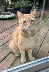 Found/Stray Unknown Cat last seen Wood Run and Brush Creek Drive, Rochester, NY 14612