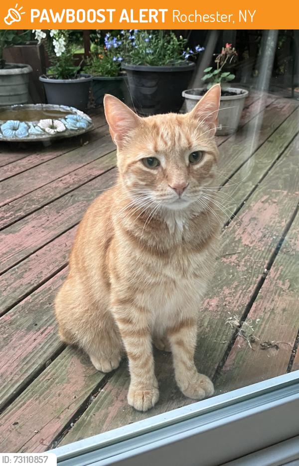 Found/Stray Unknown Cat last seen Wood Run and Brush Creek Drive, Rochester, NY 14612