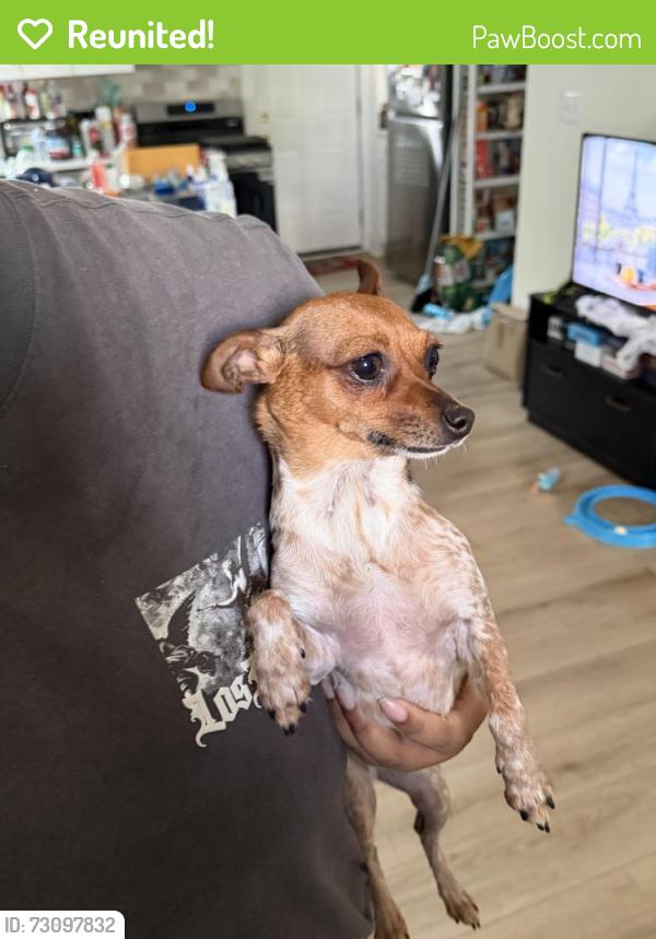 Reunited Female Dog last seen Huntington Ave and Biscayne Dr, Alexandria, VA 22303