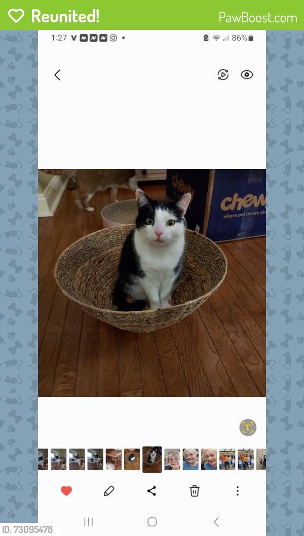 Reunited Male Cat last seen Buckhorn lake rd, Holly, MI 48442