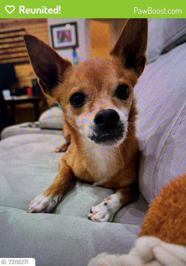 Reunited Male Dog last seen Skylark dr Wesley chapel, Florida, Wesley Chapel, FL 33544