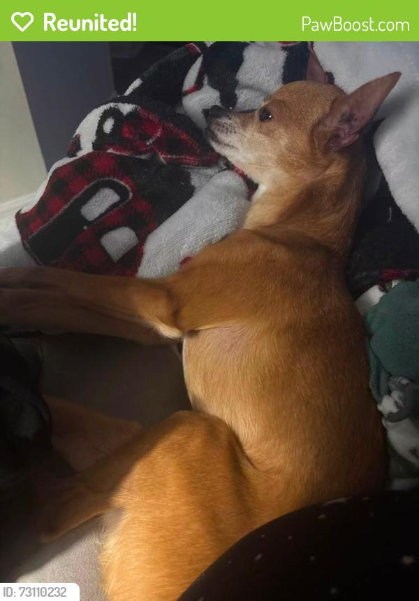 Reunited Male Dog last seen Near Rattana Ct., Wesley Chapel, FL, Wesley Chapel, FL 33545