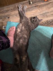 Lost Female Cat last seen Berkshire Way, Maple Grove, MN 55311
