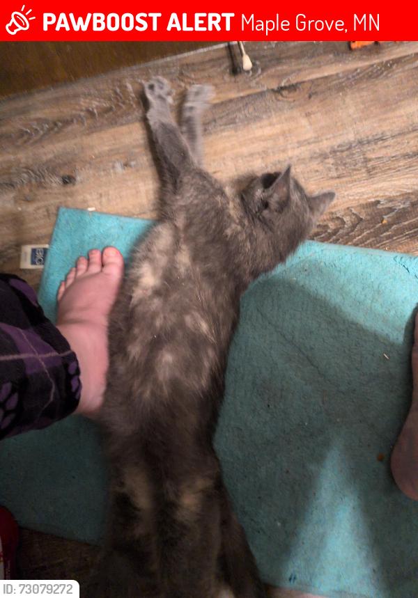 Lost Female Cat last seen Berkshire Way, Maple Grove, MN 55311