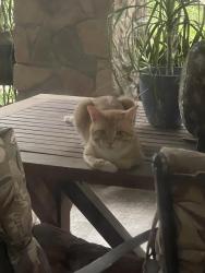 Reunited Male Cat last seen Barker cypress, Cypress, TX 77433
