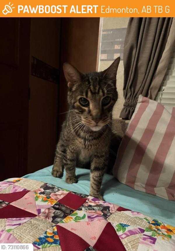 Found/Stray Male Cat last seen Fire station No.30, Edmonton, AB T6B 1G8