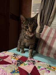 Found/Stray Male Cat last seen Fire station No.30, Edmonton, AB T6B 1G8