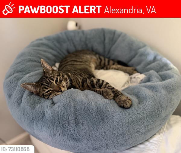 Lost Female Cat last seen 3513b rolling hills alexandria, Alexandria, VA 22309