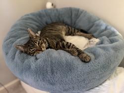 Lost Female Cat last seen 3513b rolling hills alexandria, Alexandria, VA 22309