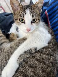 Lost Male Cat last seen Hwy 605, Gulfport, MS 39503