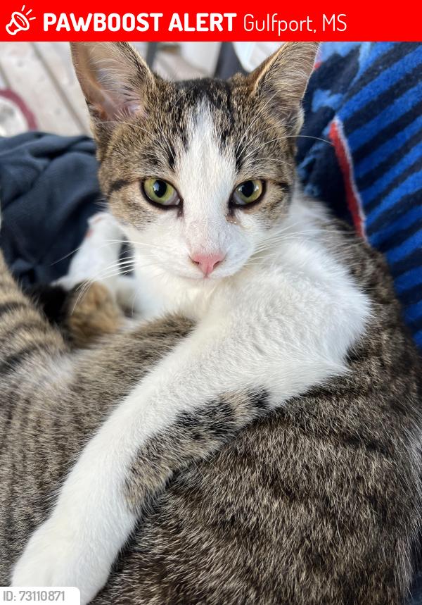Lost Male Cat last seen Hwy 605, Gulfport, MS 39503