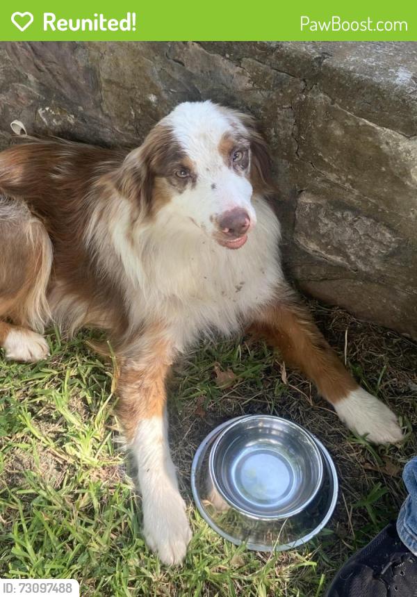 Reunited Unknown Dog last seen JE Woody Rd, Springtown, TX 76082