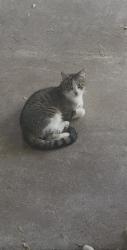 Lost Male Cat last seen Barker cypress, Cypress, TX 77433