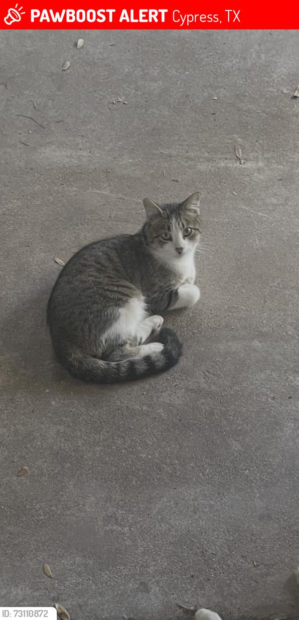 Lost Male Cat last seen Barker cypress, Cypress, TX 77433