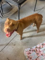 Found/Stray Male Dog last seen Near South and Spring Bank Rd, Goldsboro, NC 27534