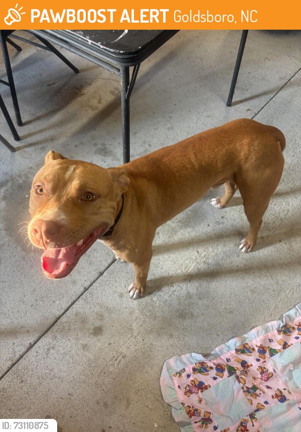 Found/Stray Male Dog last seen Near South and Spring Bank Rd, Goldsboro, NC 27534