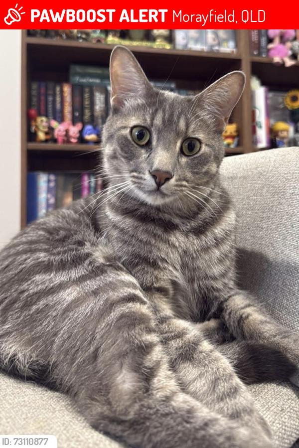 Lost Male Cat last seen Kennerton court, Morayfield, Morayfield, QLD 4506