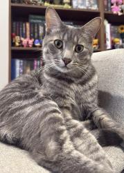 Lost Male Cat last seen Kennerton court, Morayfield, Morayfield, QLD 4506