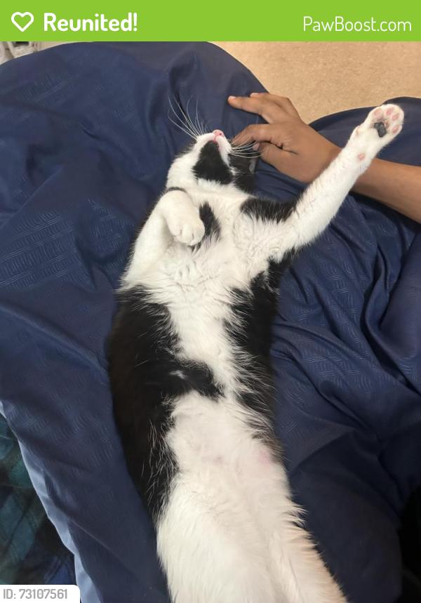 Reunited Male Cat last seen Frankstowne dr. , Naperville, IL 60565
