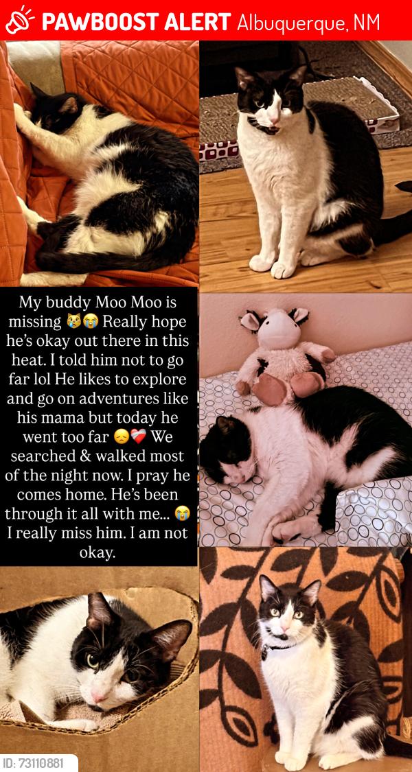 Lost Male Cat last seen Unser and St. Joseph, Albuquerque, NM 87120