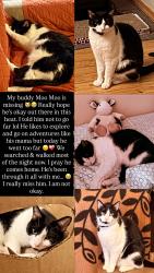Lost Male Cat last seen Unser and St. Joseph, Albuquerque, NM 87120