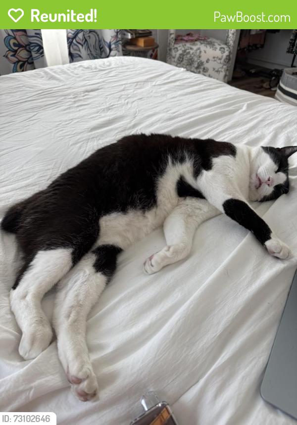 Reunited Male Cat last seen 58th st and 54th ave n, Kenneth City, FL 33709