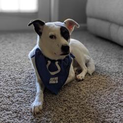 Reunited Female Dog last seen 27th ST & Turney Ave, Phoenix, AZ 85016