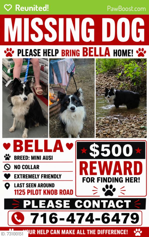 Reunited Female Dog last seen In the bend on pilot knob near Albert Elliot rd, Auburn, KY 42206