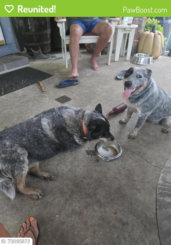 Reunited Male Dog last seen Hwy 58 and Bryant St, Danville, VA 24540