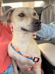 Found/Stray Unknown Dog last seen 36th street behind Bowman Pointe apmts, Little Rock, AR 72211