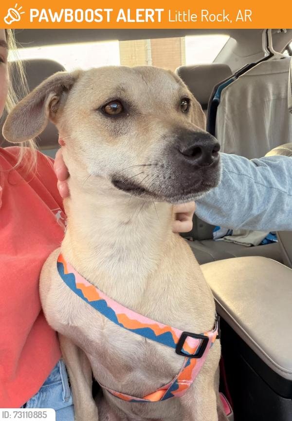 Found/Stray Unknown Dog last seen 36th street behind Bowman Pointe apmts, Little Rock, AR 72211