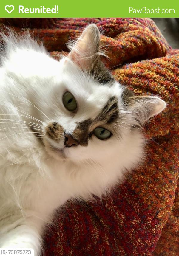Reunited Female Cat last seen Critchley Road, East Damwood Road, St Ambrose Catholic Church, Speke, England L24 7RL