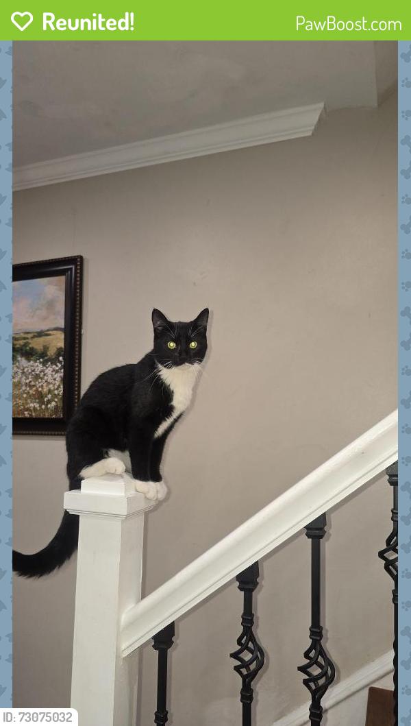 Reunited Female Cat last seen Near 13th Ave Prospect Park, Prospect Park, PA 19076