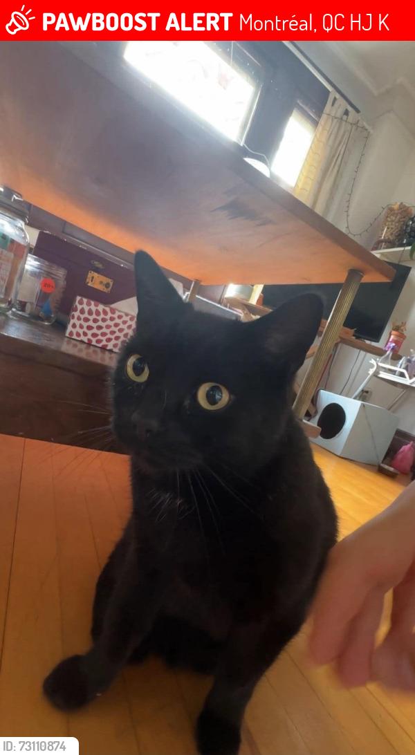 Lost Male Cat last seen Saint-André, Montréal, QC H2J 1K4