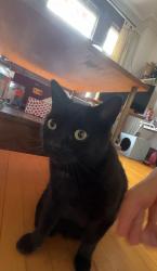 Lost Male Cat last seen Saint-André, Montréal, QC H2J 1K4