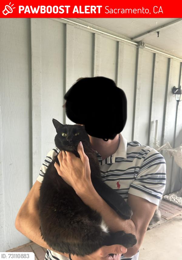 Lost Female Cat last seen South Land Park Dr and Wymore way, Sacramento, CA 95822