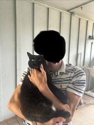 Lost Female Cat last seen South Land Park Dr and Wymore way, Sacramento, CA 95822