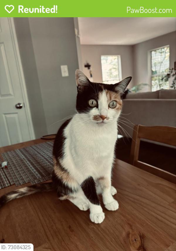 Reunited Female Cat last seen Green Hope High School, Cary, NC 27519