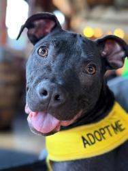 Shelter Stray Female Dog last seen CHARLOTTE, 8315 Byrum Dr, Charlotte, NC 28217, USA