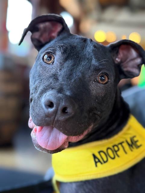 Shelter Stray Female Dog last seen CHARLOTTE, 8315 Byrum Dr, Charlotte, NC 28217, USA