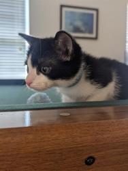 Shelter Stray Male Cat last seen CHARLOTTE, 8315 Byrum Dr, Charlotte, NC 28217, USA