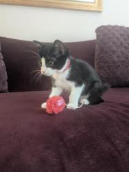 Shelter Stray Female Cat last seen CHARLOTTE, 8315 Byrum Dr, Charlotte, NC 28217, USA