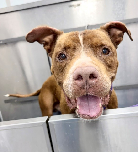 Shelter Stray Male Dog last seen CHARLOTTE, 8315 Byrum Dr, Charlotte, NC 28217, USA